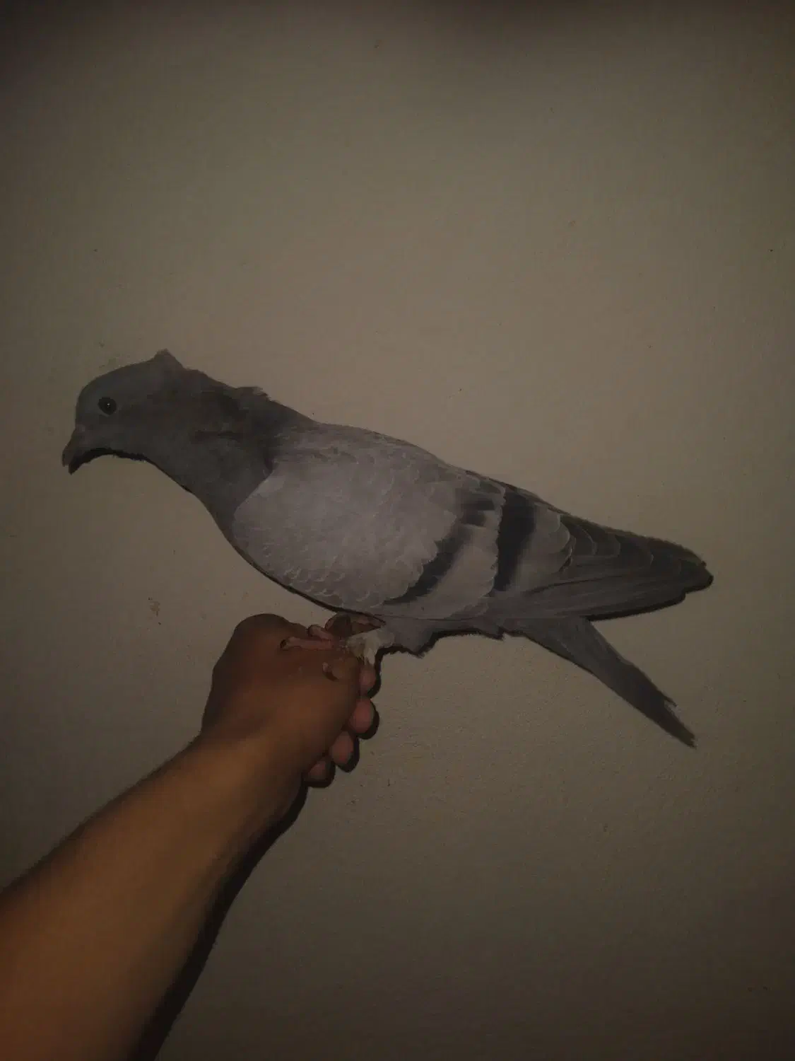 فروشی|کیف، کفش، کمربند|بم, |دیوار