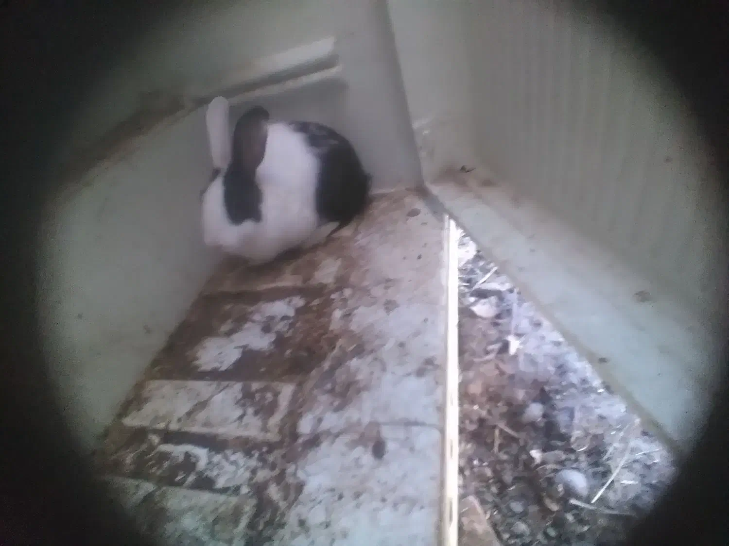 خرگوش|موش و خرگوش|نوشین شهر, |دیوار