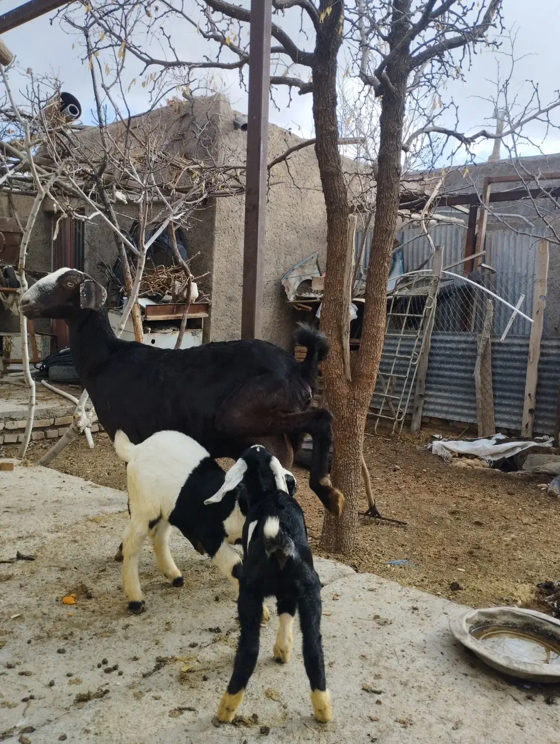 بز سانن با دو بزغاله نر|حیوانات مزرعه|مود, |دیوار