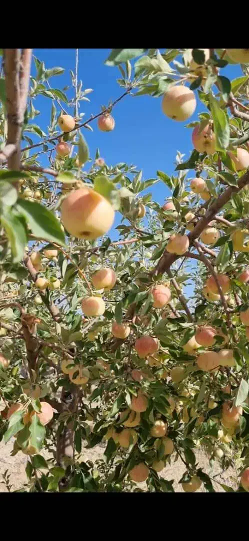 فروش فوری باغ جاده کودیان ۱۵۰۰متری با سند و آب|فروش زمین و ملک کلنگی|شیراز, کودیان|دیوار