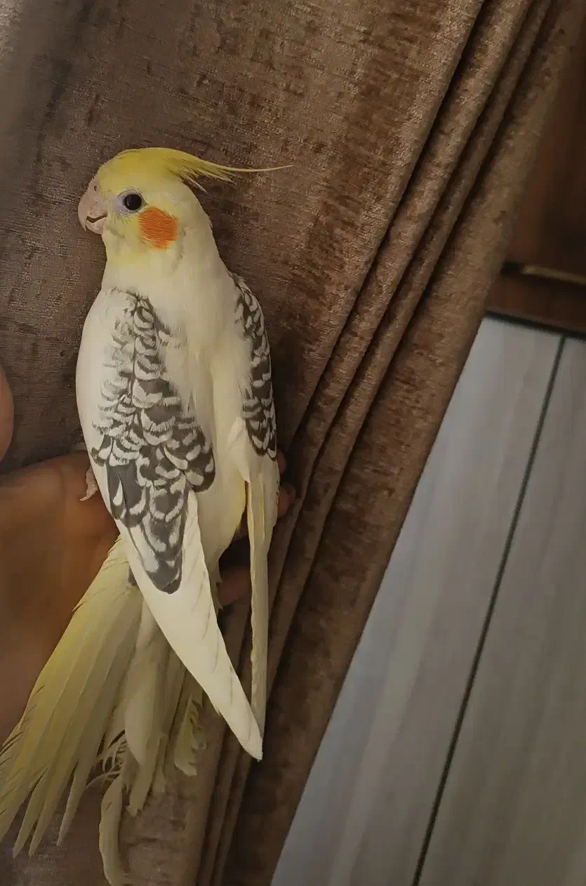 عروس هلندی|پرنده|بهار, |دیوار