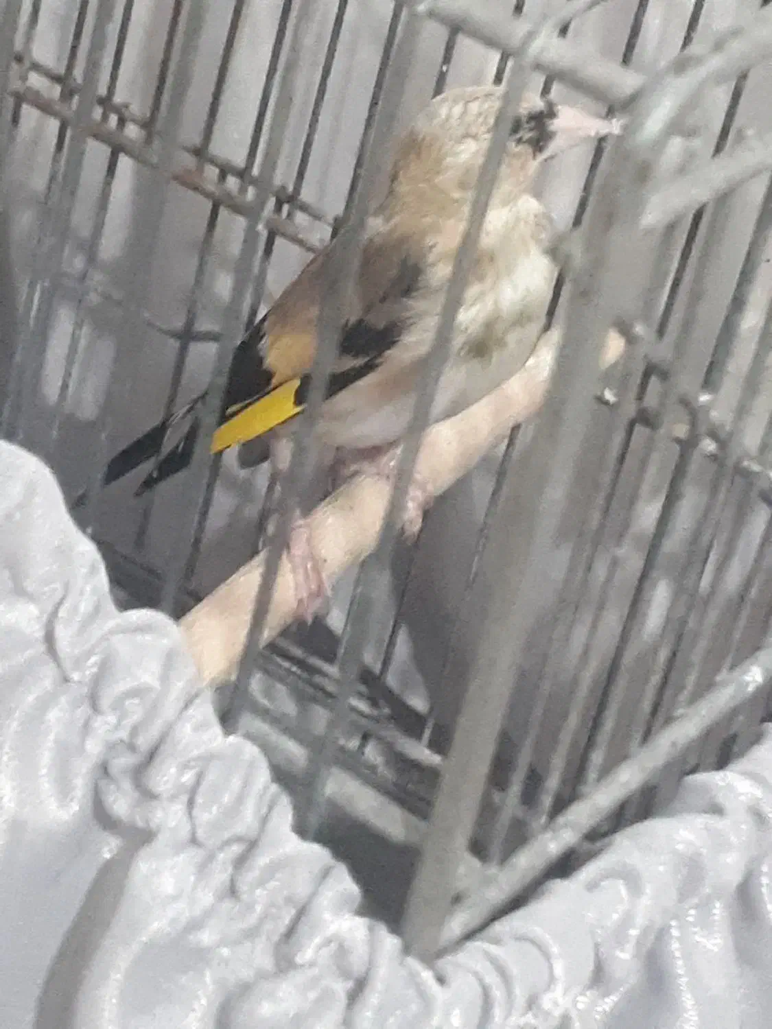 جوجه سیره|پرنده|پاکدشت, حصار امیر|دیوار