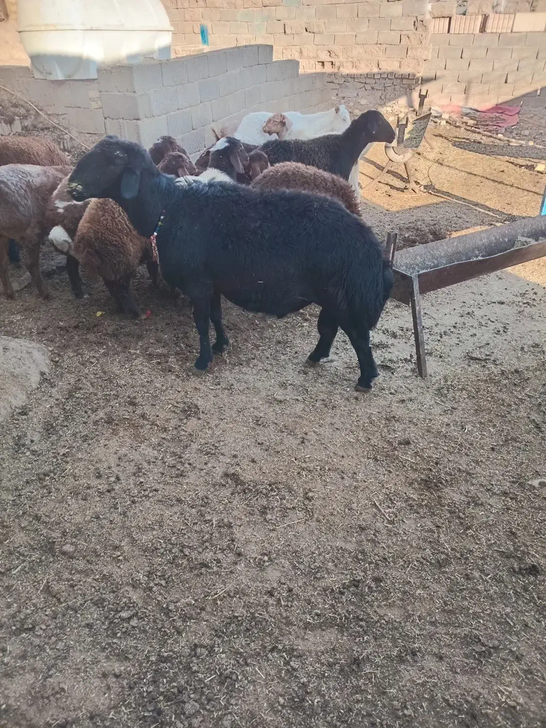 قوچ میش وبره|حیوانات مزرعه|تربت جام, جامرود|دیوار