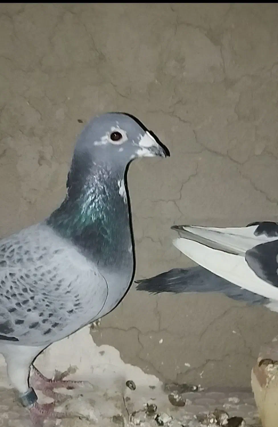 کبوتر معاوضه با مرغ|پرنده|صالح آباد, |دیوار