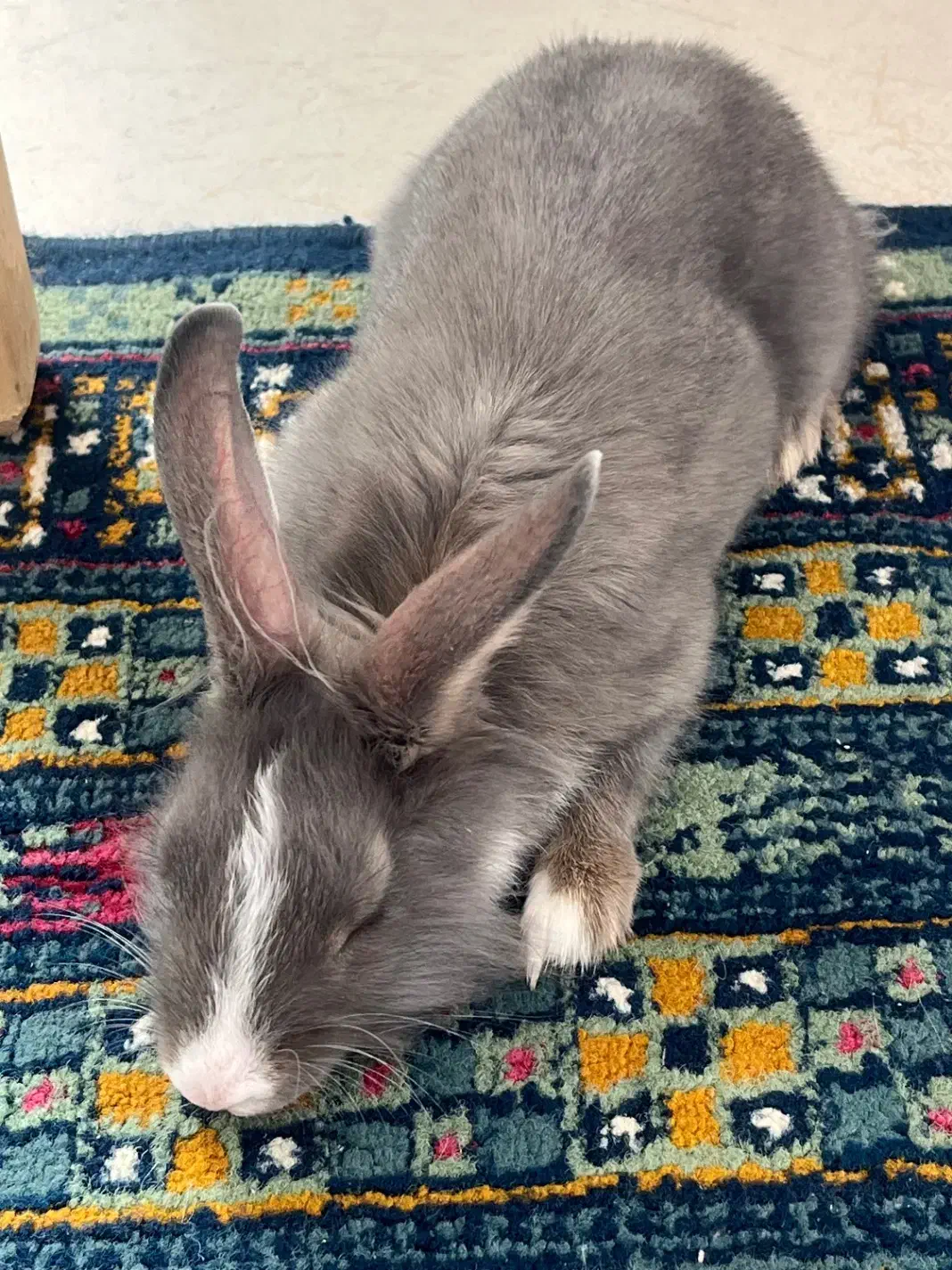 واگذاری خرگوش بازیگوش - نر|موش و خرگوش|تهران, فاطمی|دیوار