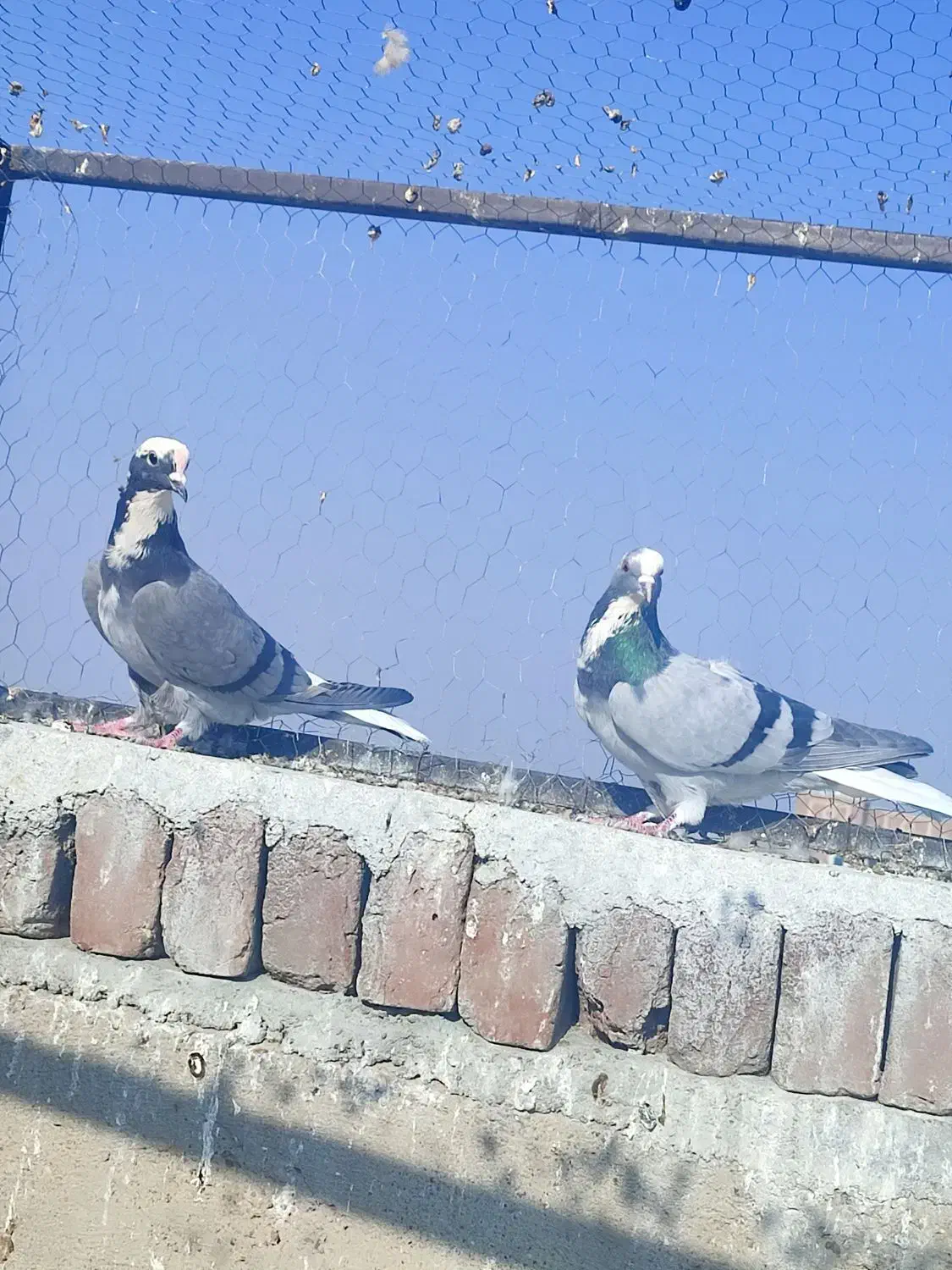 فروشی ۳عدد کبوتر شکار|پرنده|بناب, |دیوار