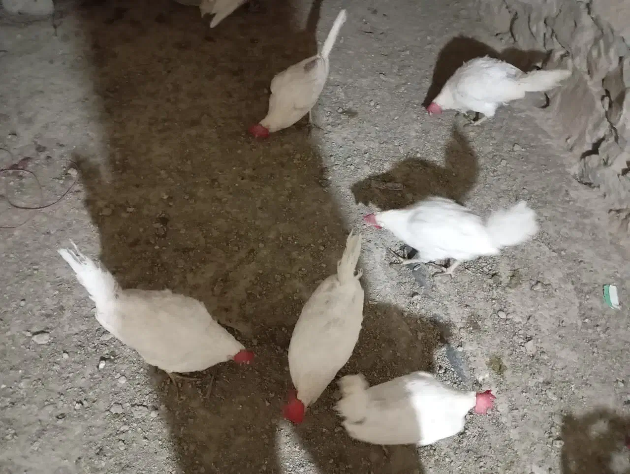 ۱۰عدد مرغ تخم گزار همه جوان نه ماهه|حیوانات مزرعه|مریوان, |دیوار