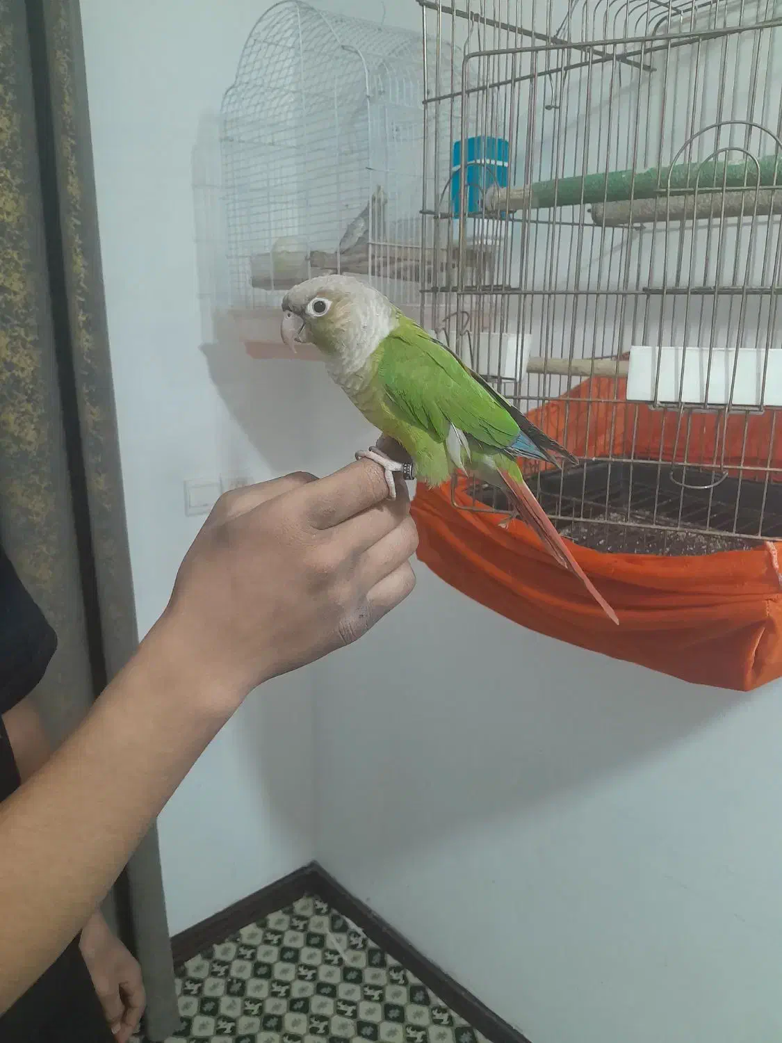 گرینچیک ۱ساله شیطون|پرنده|ماهدشت, |دیوار