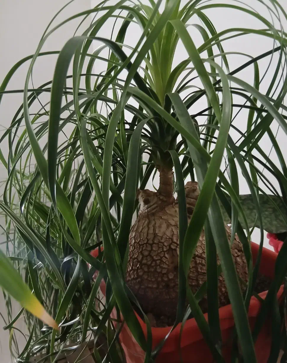 فروش گیاهان اپارتمانی|گل و گیاه طبیعی|اصفهان, شاه پسند|دیوار