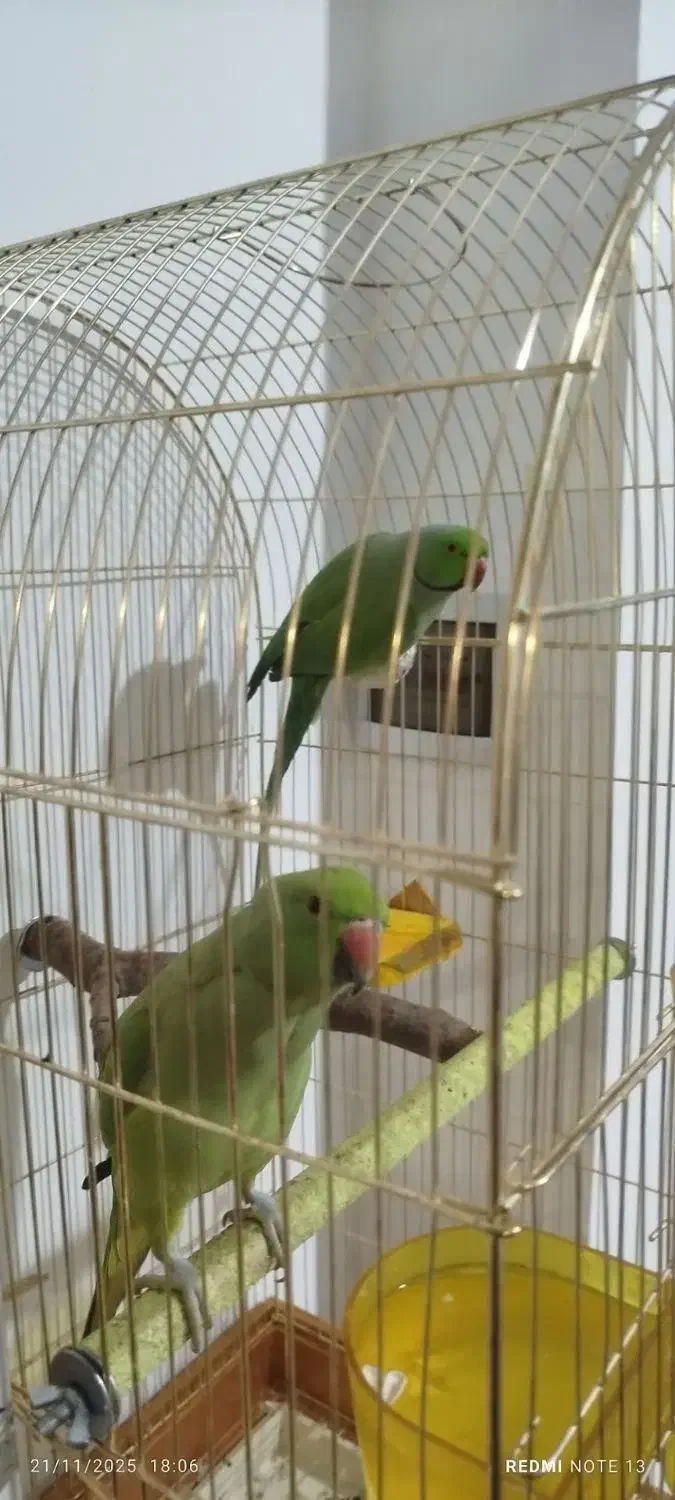 طوطی ملنگو جفت مولد|پرنده|چهارباغ, |دیوار