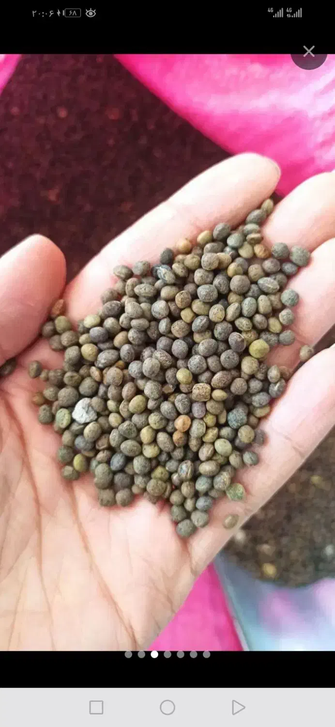 دانه پرنده|لوازم جانبی حیوانات|اصفهان, عسگریه|دیوار