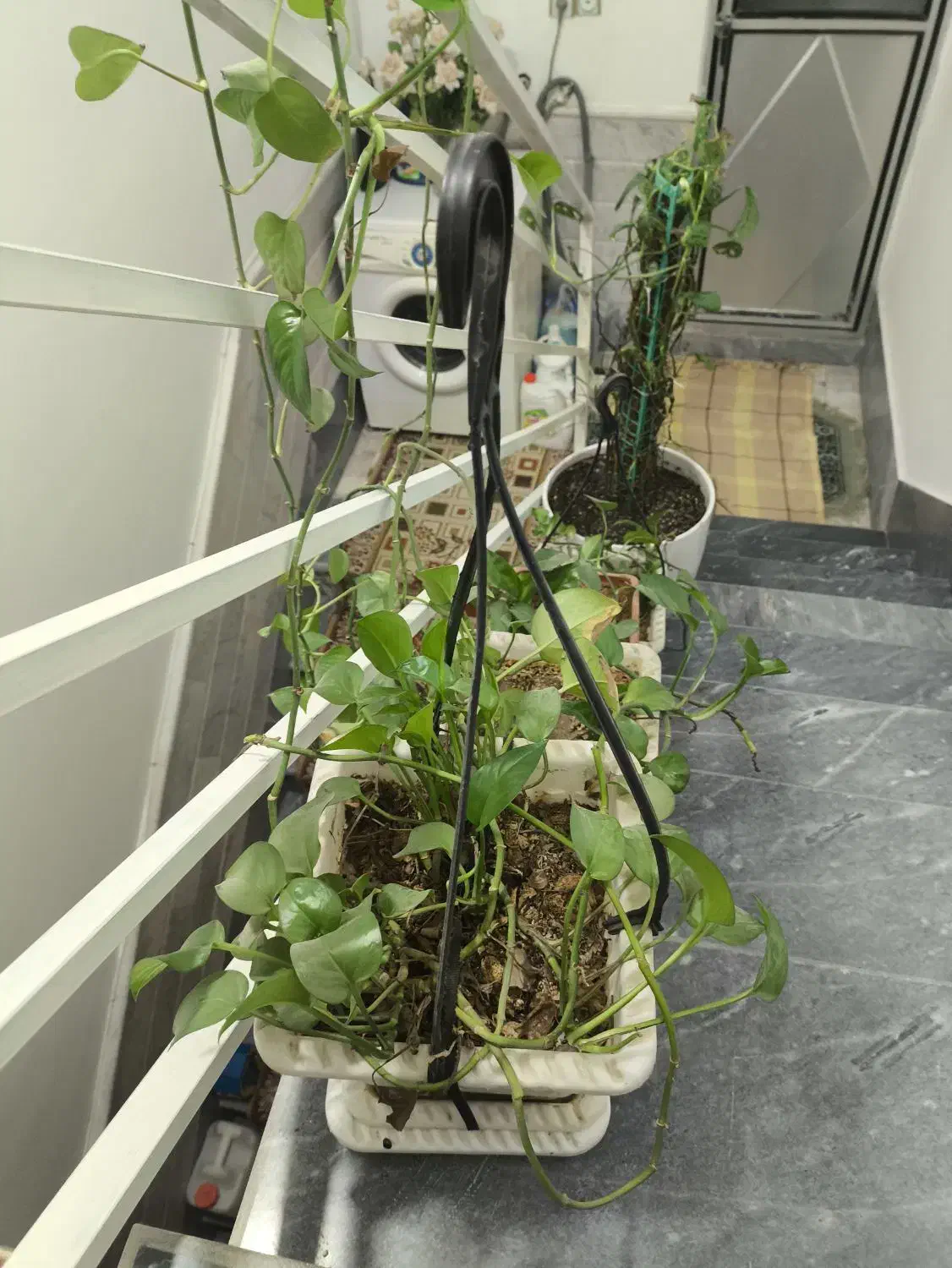 گل پتوس|گل و گیاه طبیعی|قم, قلعه عموحسین|دیوار