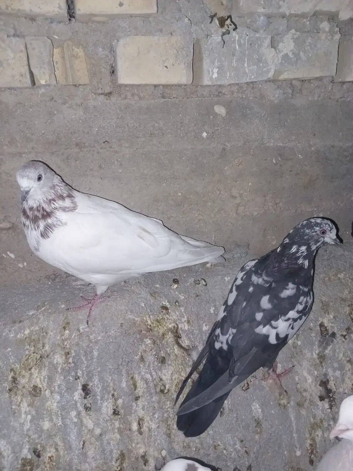 ۴ تا شیخ|پرنده|ایذه, |دیوار