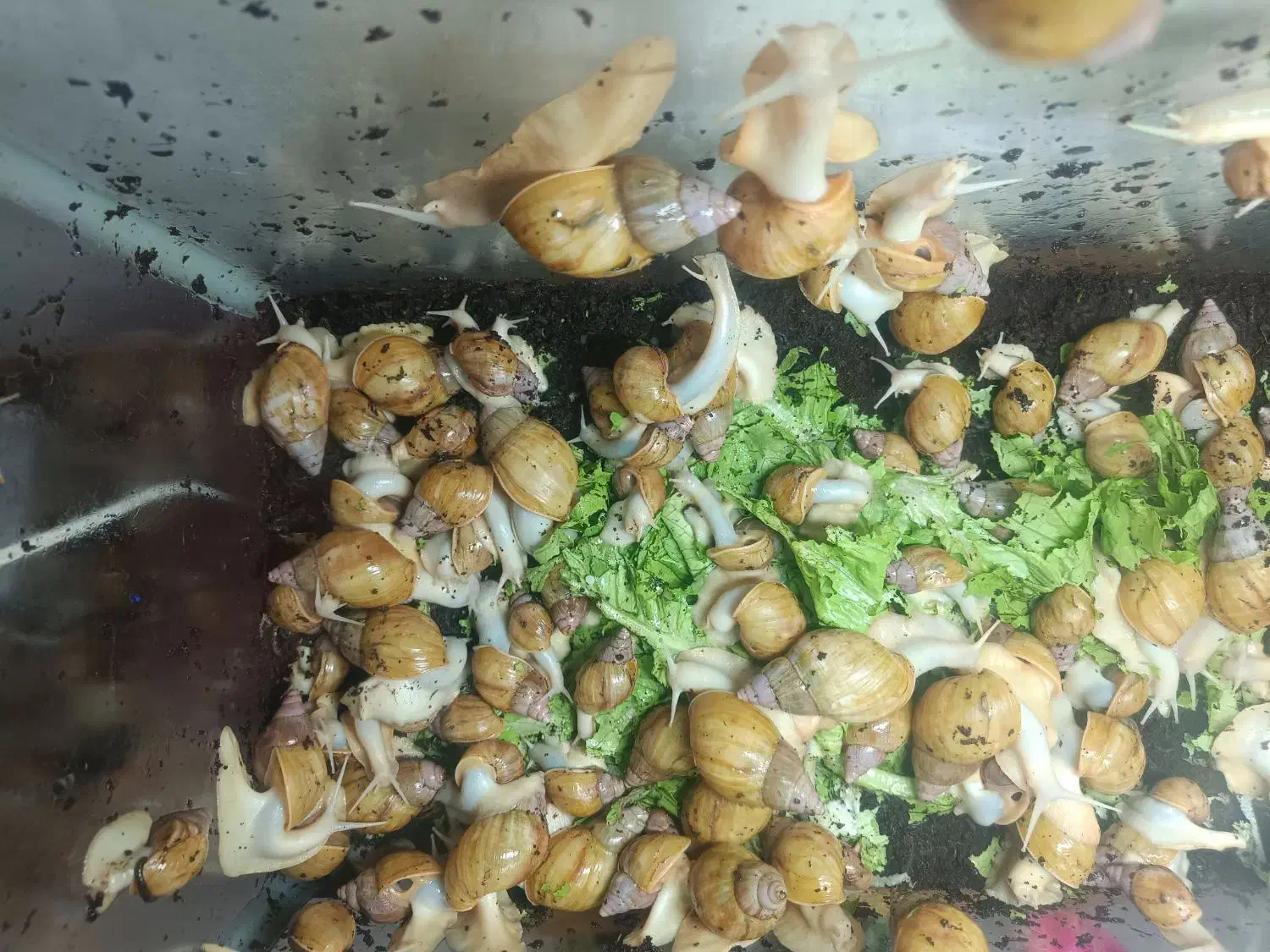 حلزون|خزنده|سمنان, |دیوار