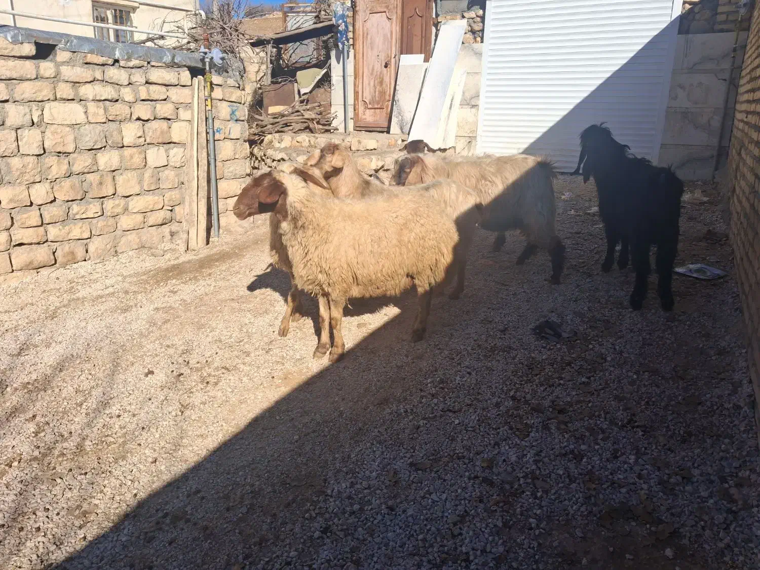 ۲عدد ساورین شیره دار ۲عدد بز ۲عدد میش چاغ|حیوانات مزرعه|گوآور, |دیوار