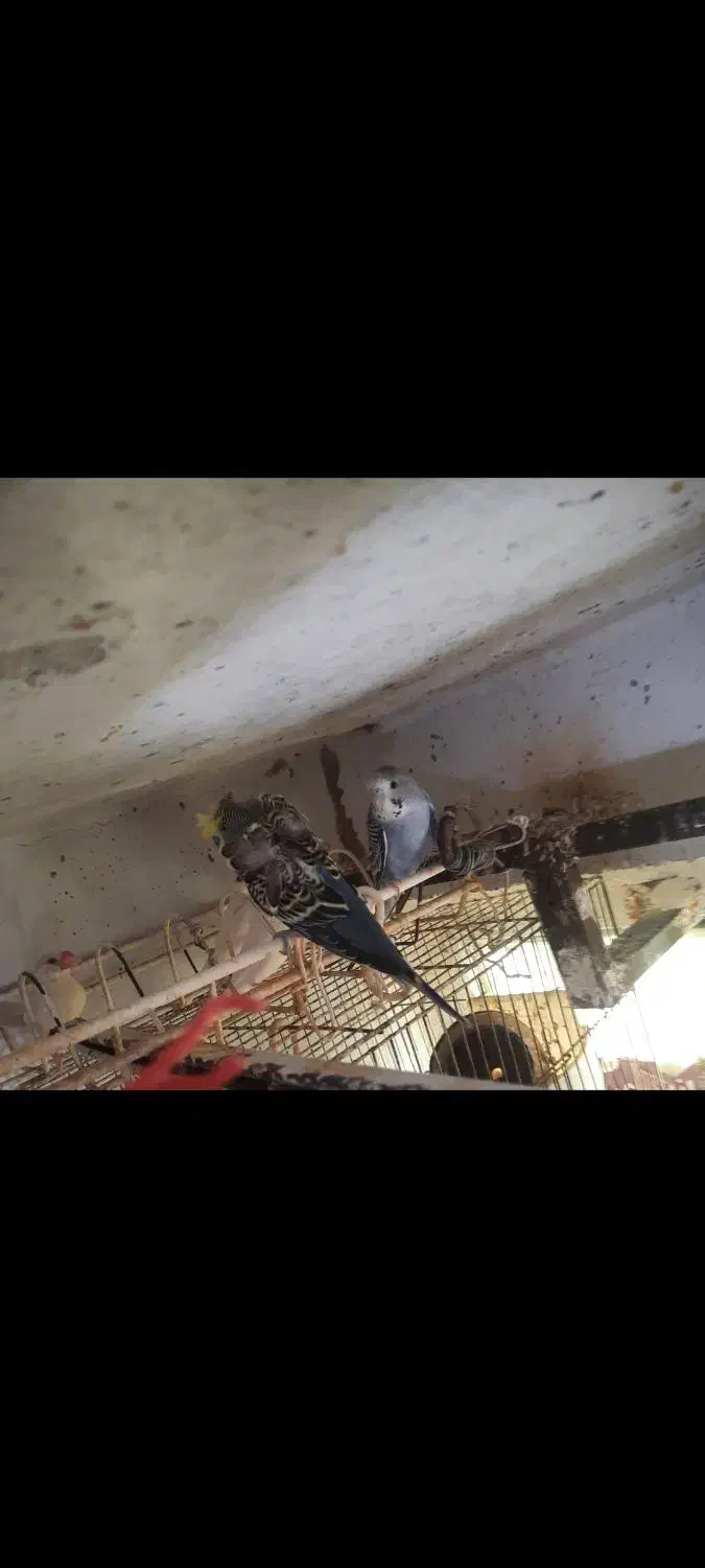 فنج بنگالی، مرغ عشق پروانه ی فنچ نرگسی سفید|پرنده|بندرعباس, |دیوار