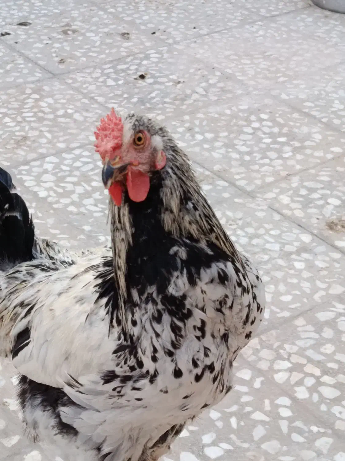 خروس زیبا|حیوانات مزرعه|قم, علی آباد سعدگان|دیوار