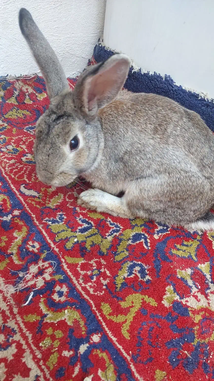 خرگوش|موش و خرگوش|ورامین, ورامین|دیوار