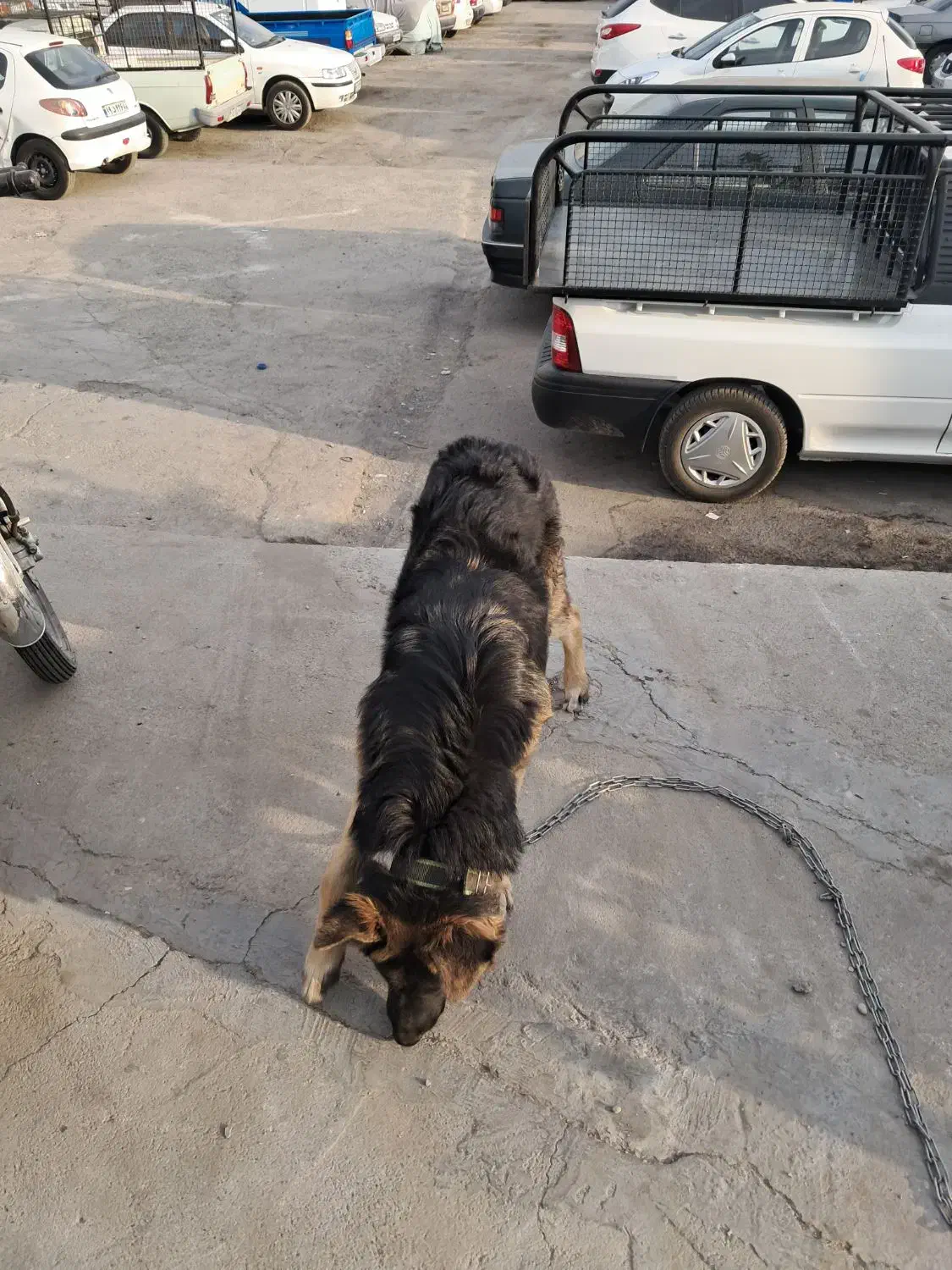 سگ ۷ ماه|سگ|فردیس, سرحدی|دیوار