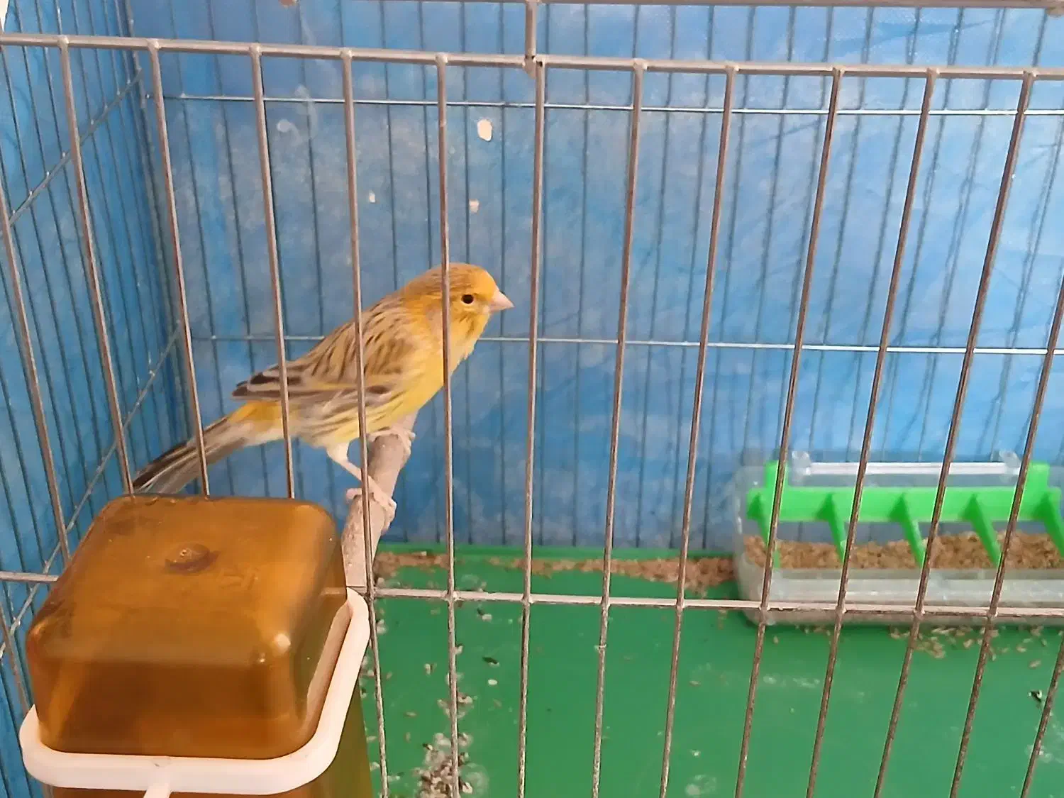 قناری|پرنده|برخوار, |دیوار