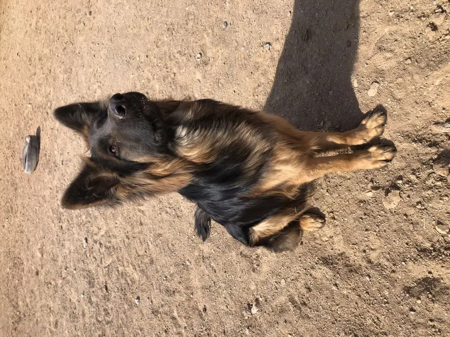 سگ ژرمن|سگ|یزد, |دیوار