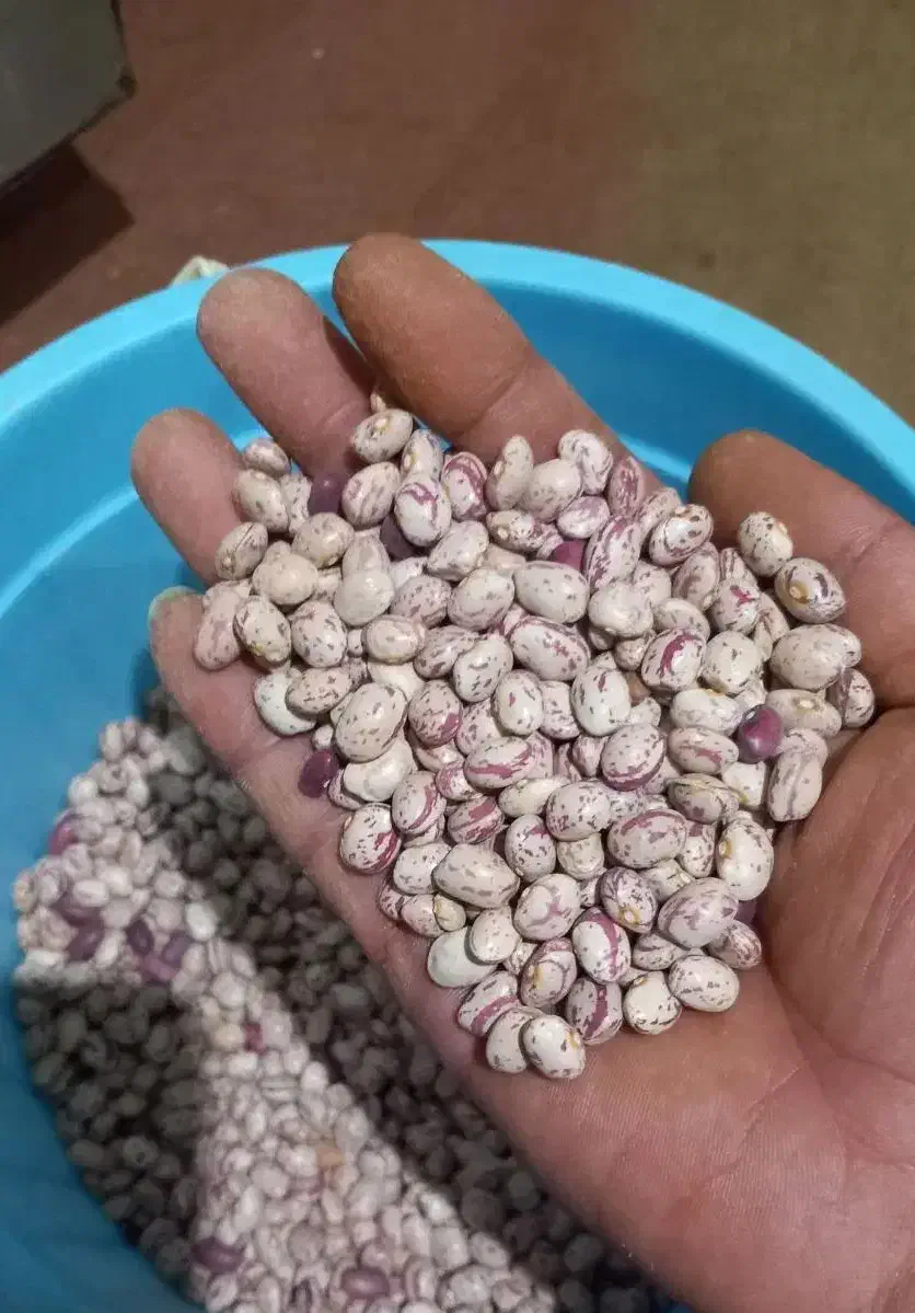 لوبیا|عمده‌فروشی|مسجد سلیمان, |دیوار