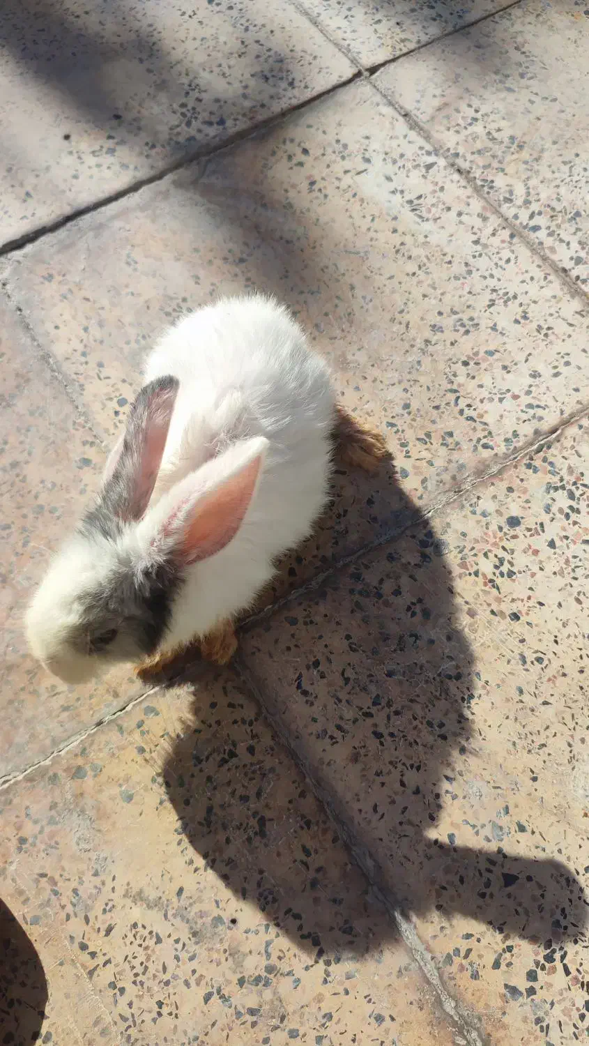 خرگوش لوپ|موش و خرگوش|سیرجان, |دیوار