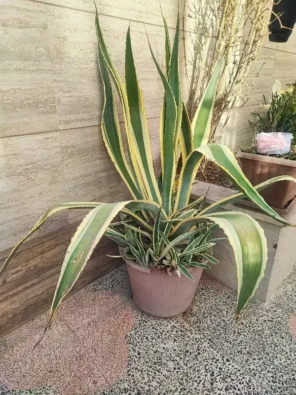 آگاو زیبا|گل و گیاه طبیعی|پیر بکران, |دیوار