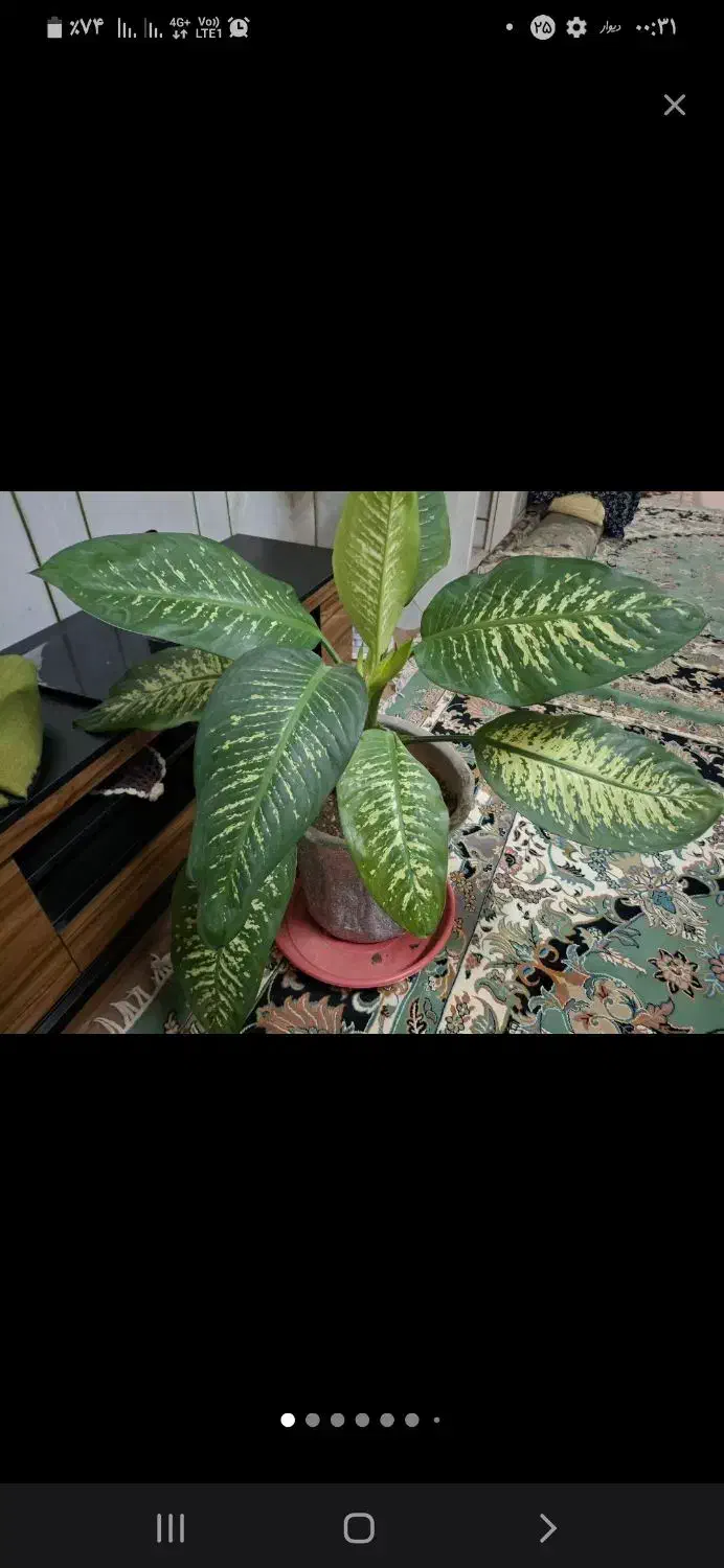 فروش چند عدد گیاه خانگی|گل و گیاه طبیعی|لنجان, |دیوار