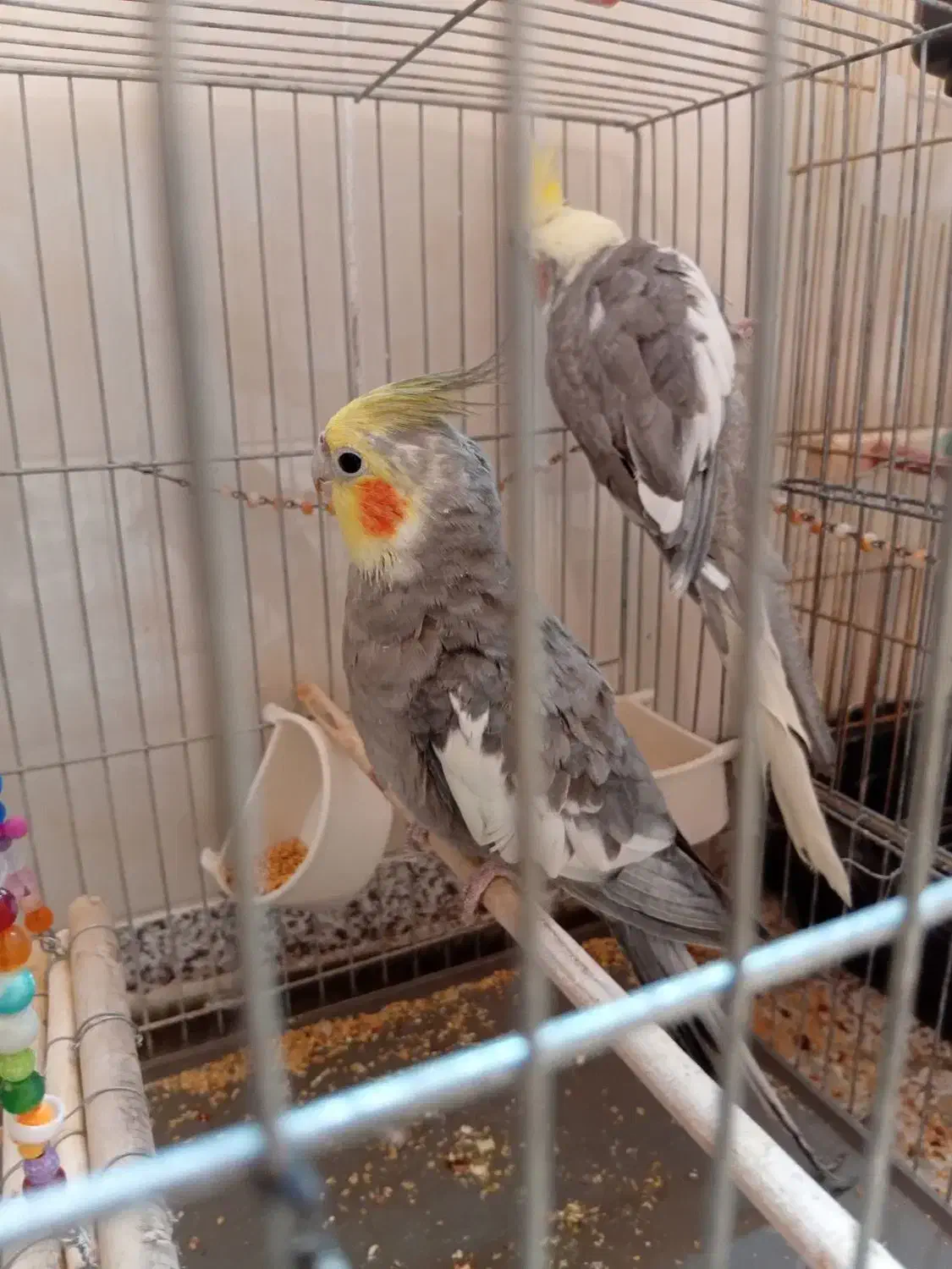 عروس هلندی|پرنده|قم, منبع آب|دیوار