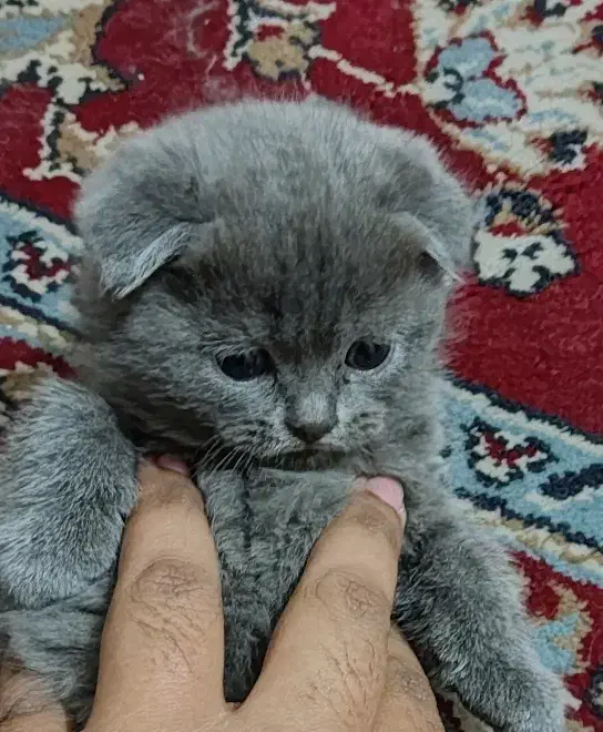 اسکاتیش بلو با اصالت|گربه|کرمان, |دیوار