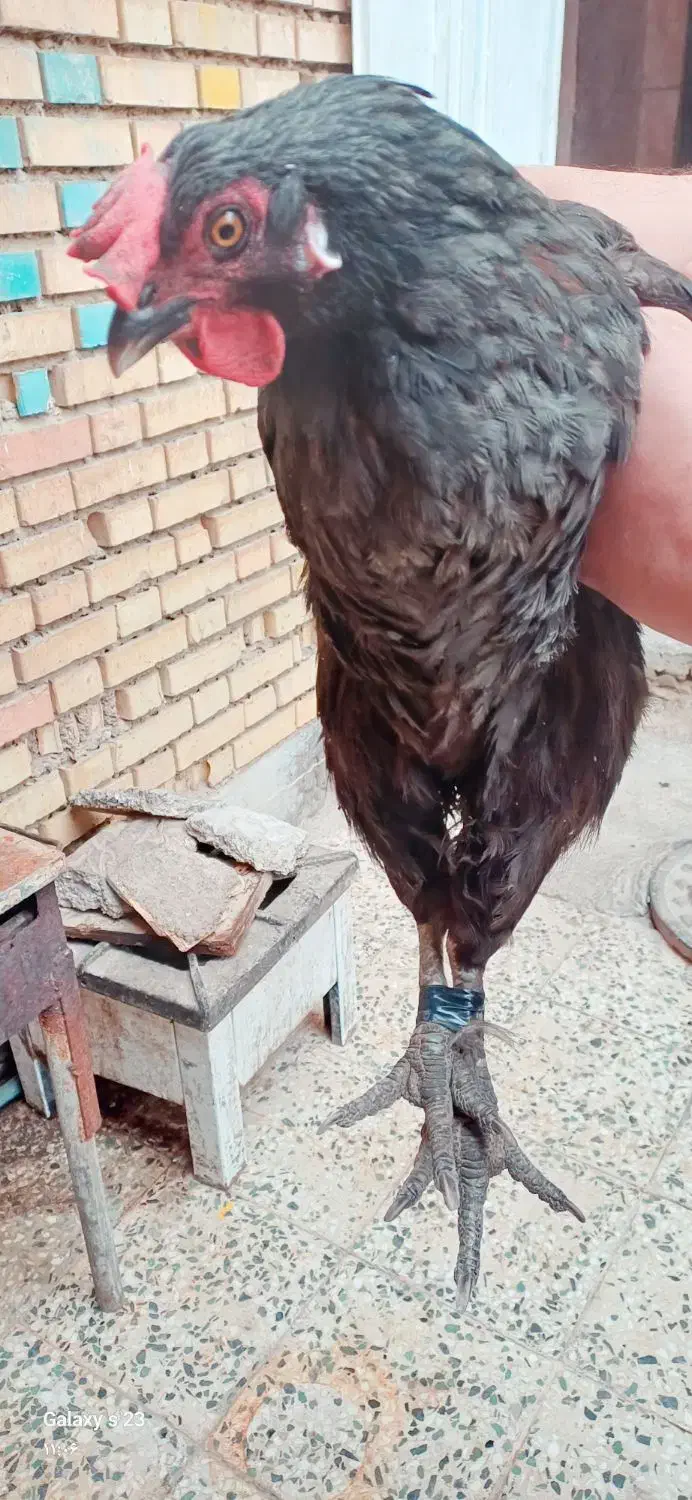 خروس و مرغ|حیوانات مزرعه|خرمشهر, |دیوار