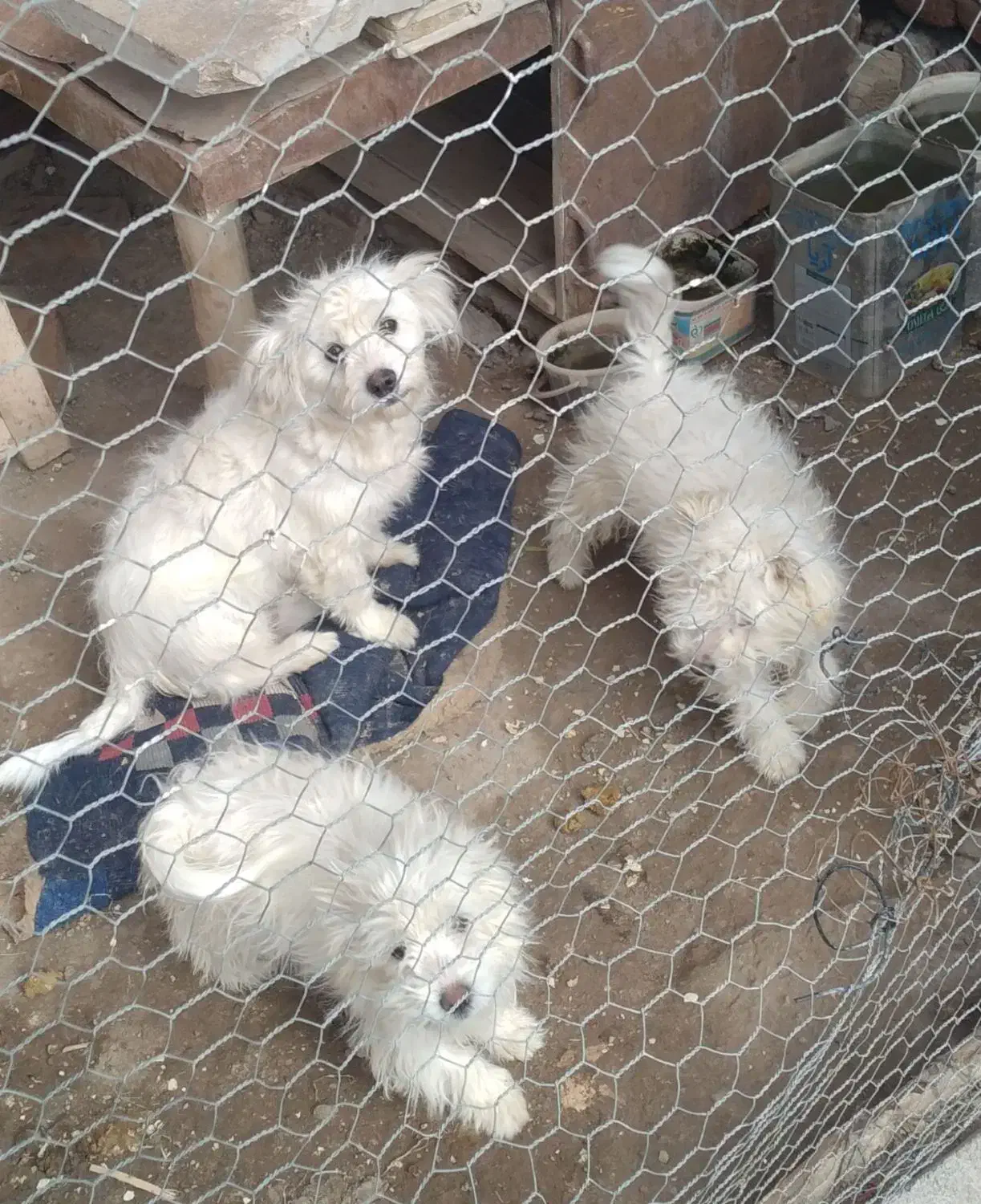 اسم پاکوتا برفی با دوتا توله|سگ|بناب, |دیوار