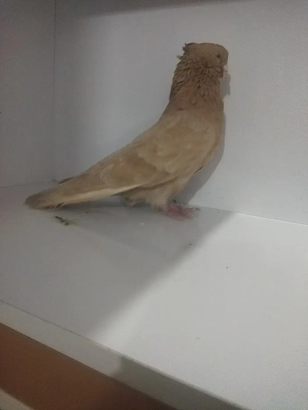 زرد|پرنده|تهران, جمهوری|دیوار