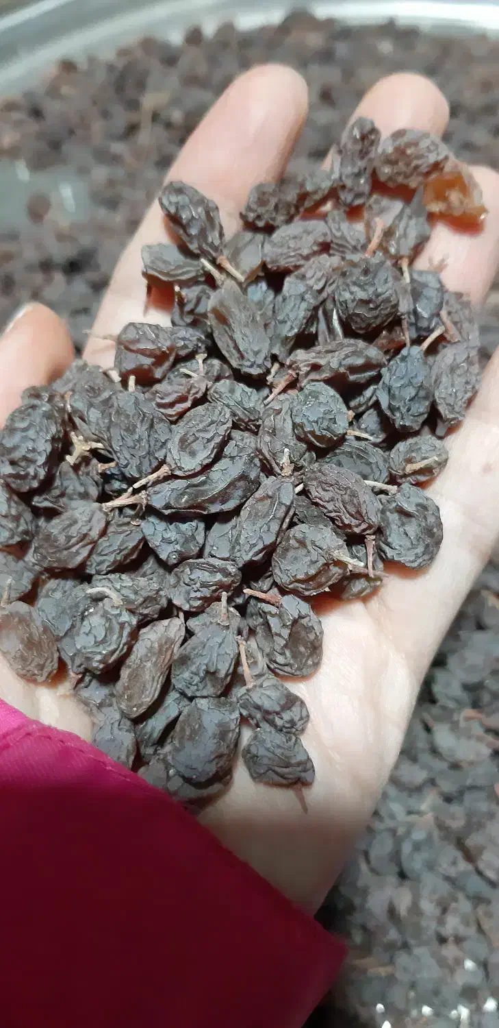 کشمش آفتابی تازه|خوردنی و آشامیدنی|ملایر, |دیوار