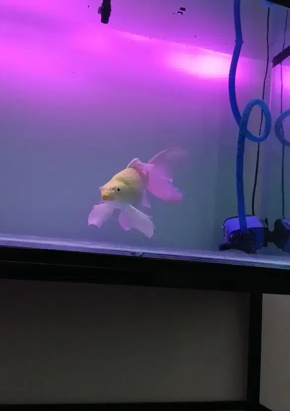 کوی یامابوکی باله بلند اصل|ماهی|قم, انصار‌الحسین|دیوار