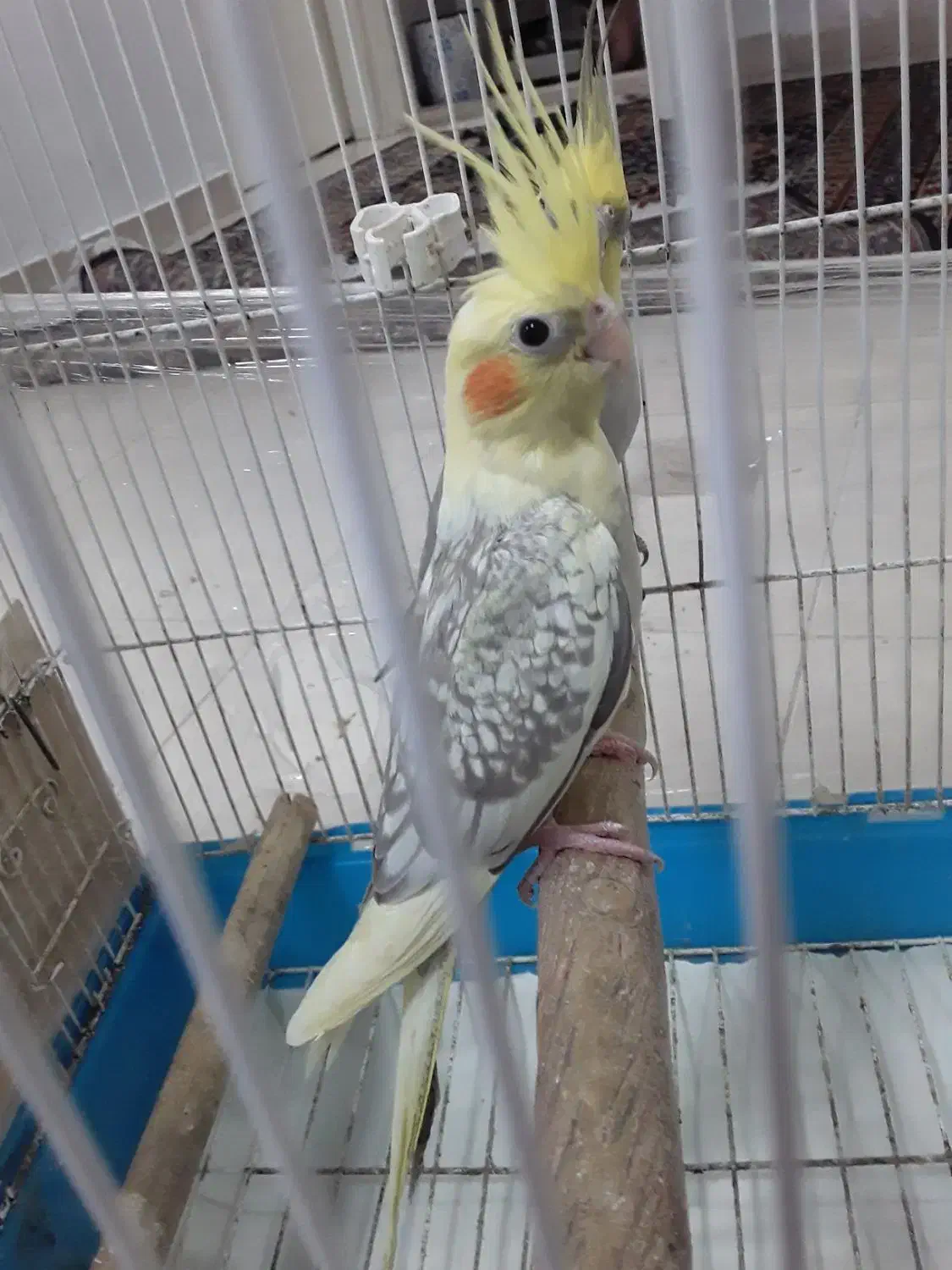 فروش عروس هلندی|پرنده|رشت, شهرک قدس|دیوار