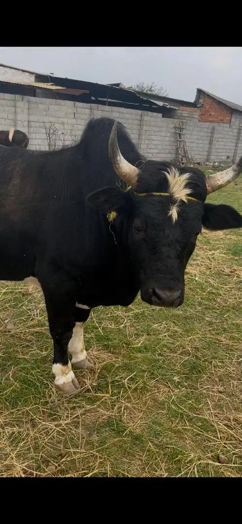 فروش.|حیوانات مزرعه|ساری, |دیوار