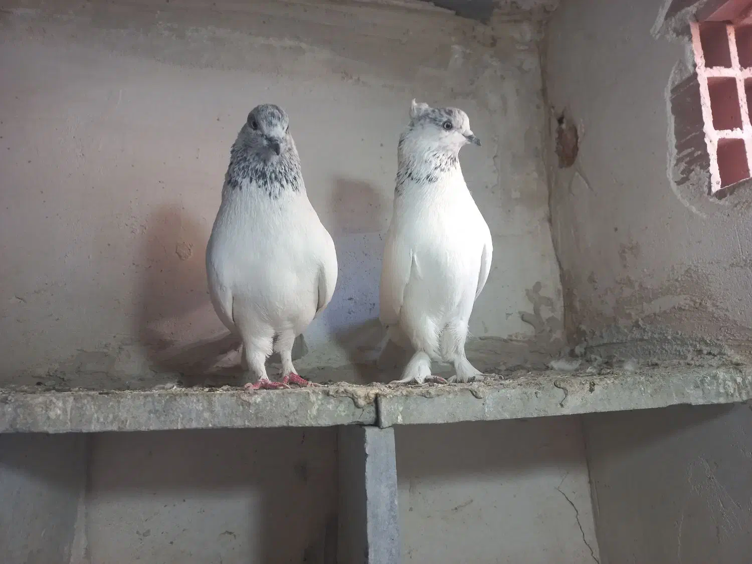 باشی سپه|پرنده|اردبیل, |دیوار