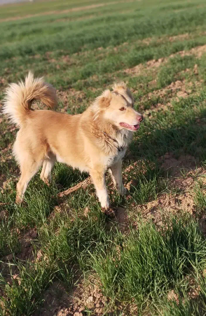 گمشده|حیوانات|کوهدشت, |دیوار