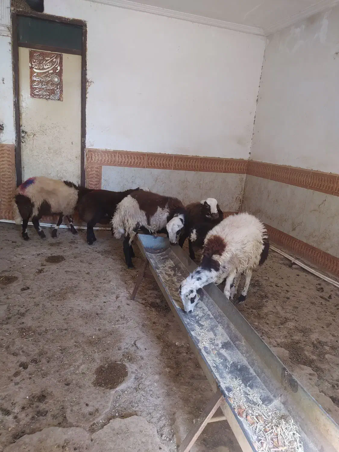 بره نر قوچی و پرواری|حیوانات مزرعه|تربتحیدریه, حاجی یار|دیوار