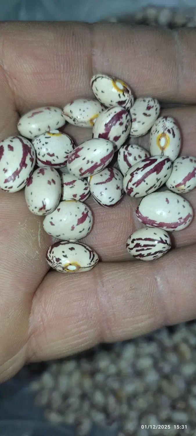 لوبیا چیتی استان فارس|خوردنی و آشامیدنی|تهران, زعفرانیه|دیوار