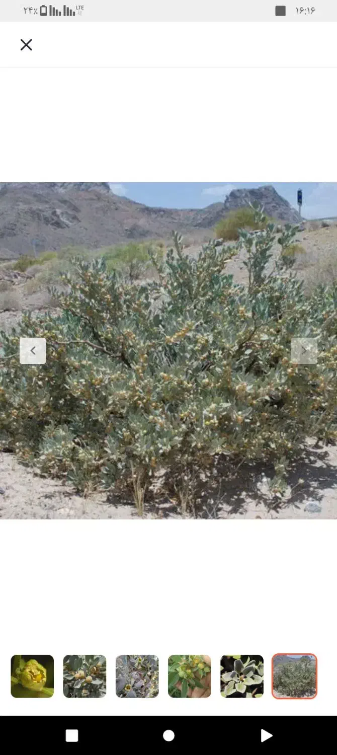 بزر پنیرک|گل و گیاه طبیعی|سراوان, |دیوار