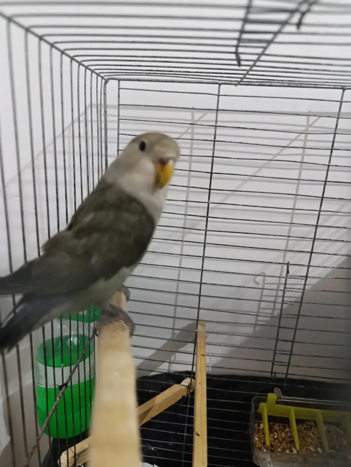 طوطی برزیلی|پرنده|بهار, |دیوار