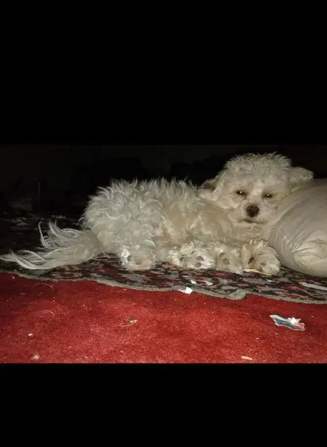 واگزاری سگ نژاد شیتزو میکس|سگ|خرمآباد, |دیوار