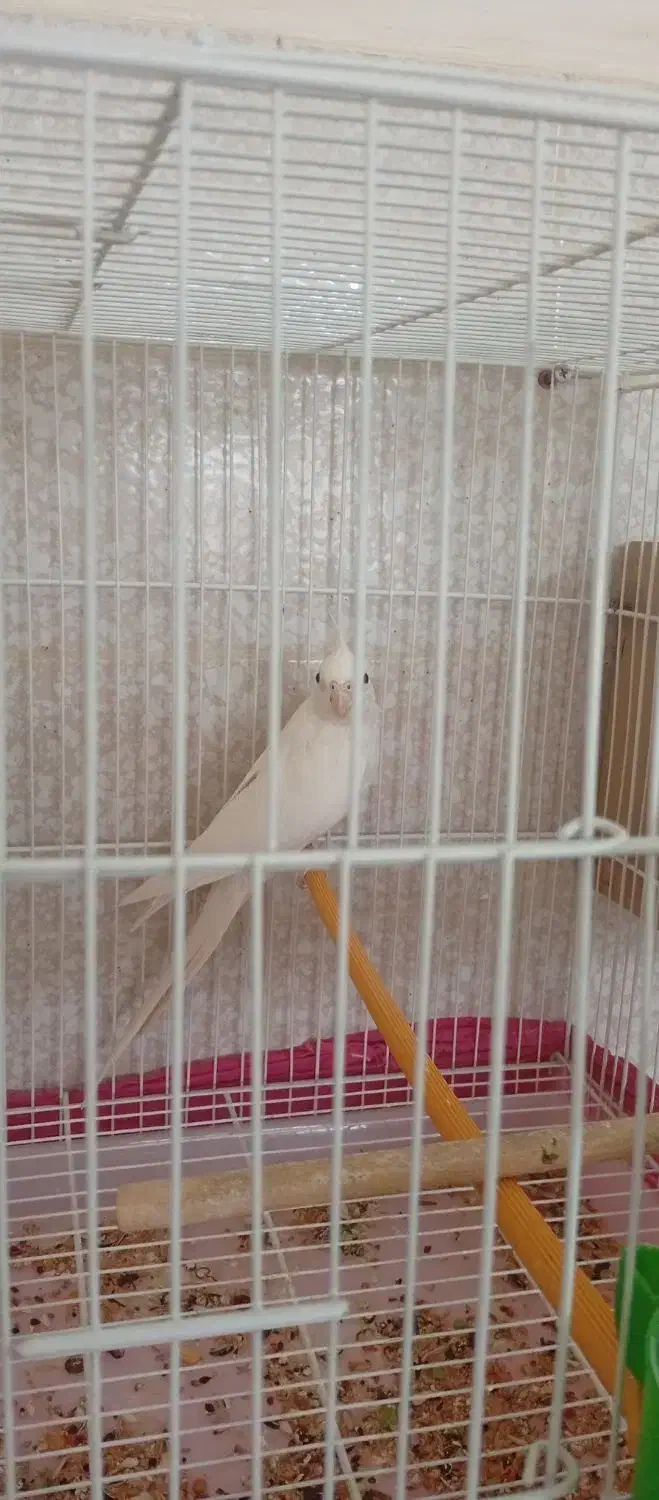 عروس هلندی آلبینیو ماده|پرنده|امیدیه, |دیوار