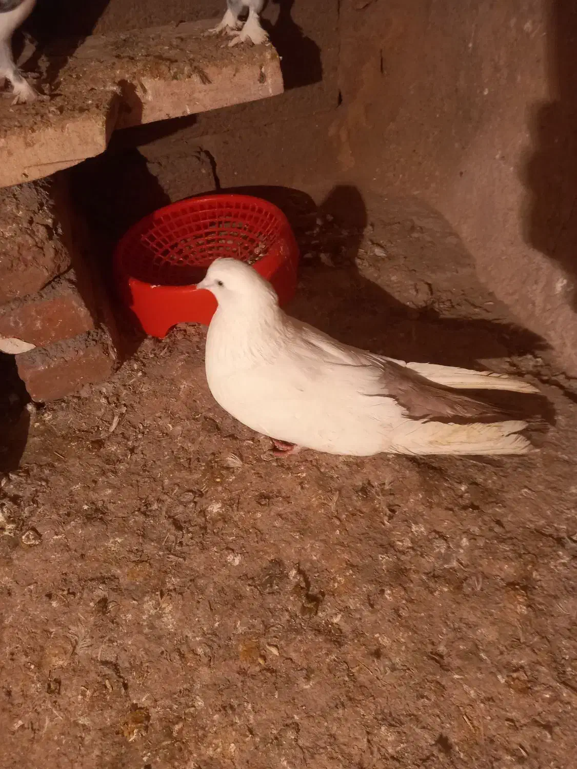 باشلی و گویوخلی|حیوانات|گوگان, |دیوار