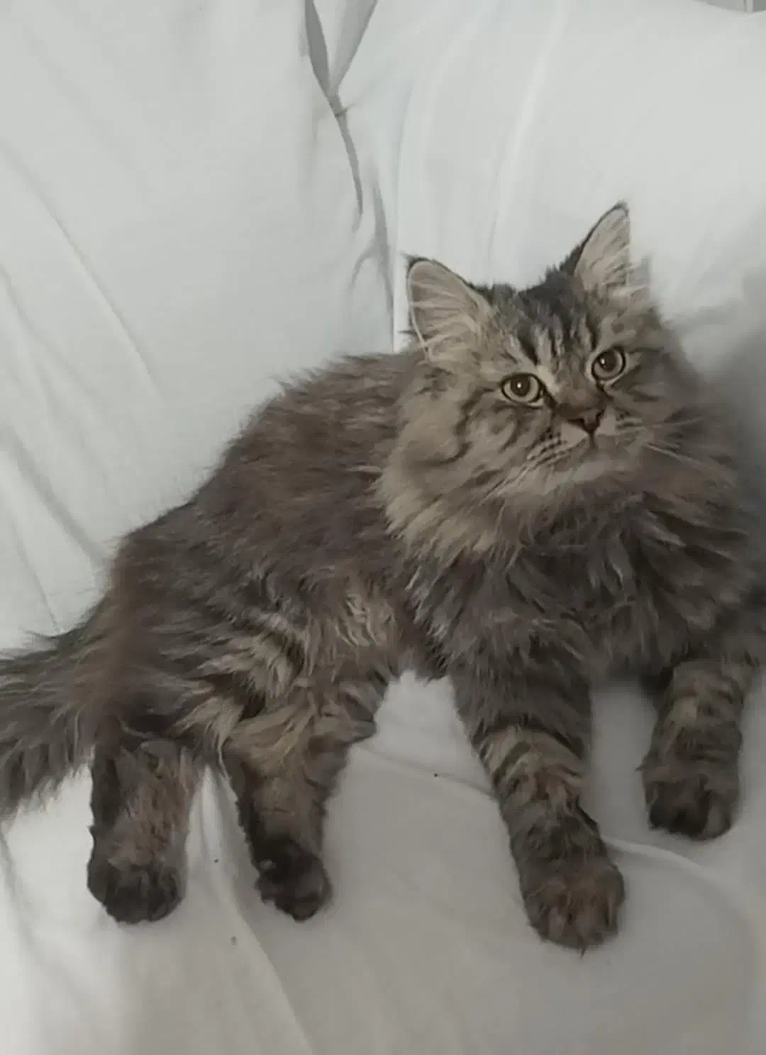 گربه پرشین|گربه|بردسکن, |دیوار