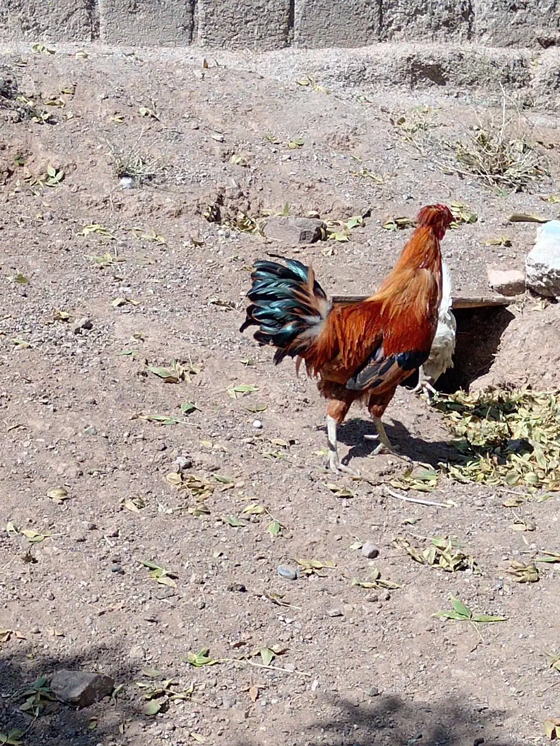 خروس گلین اصل|حیوانات مزرعه|کوثر, |دیوار