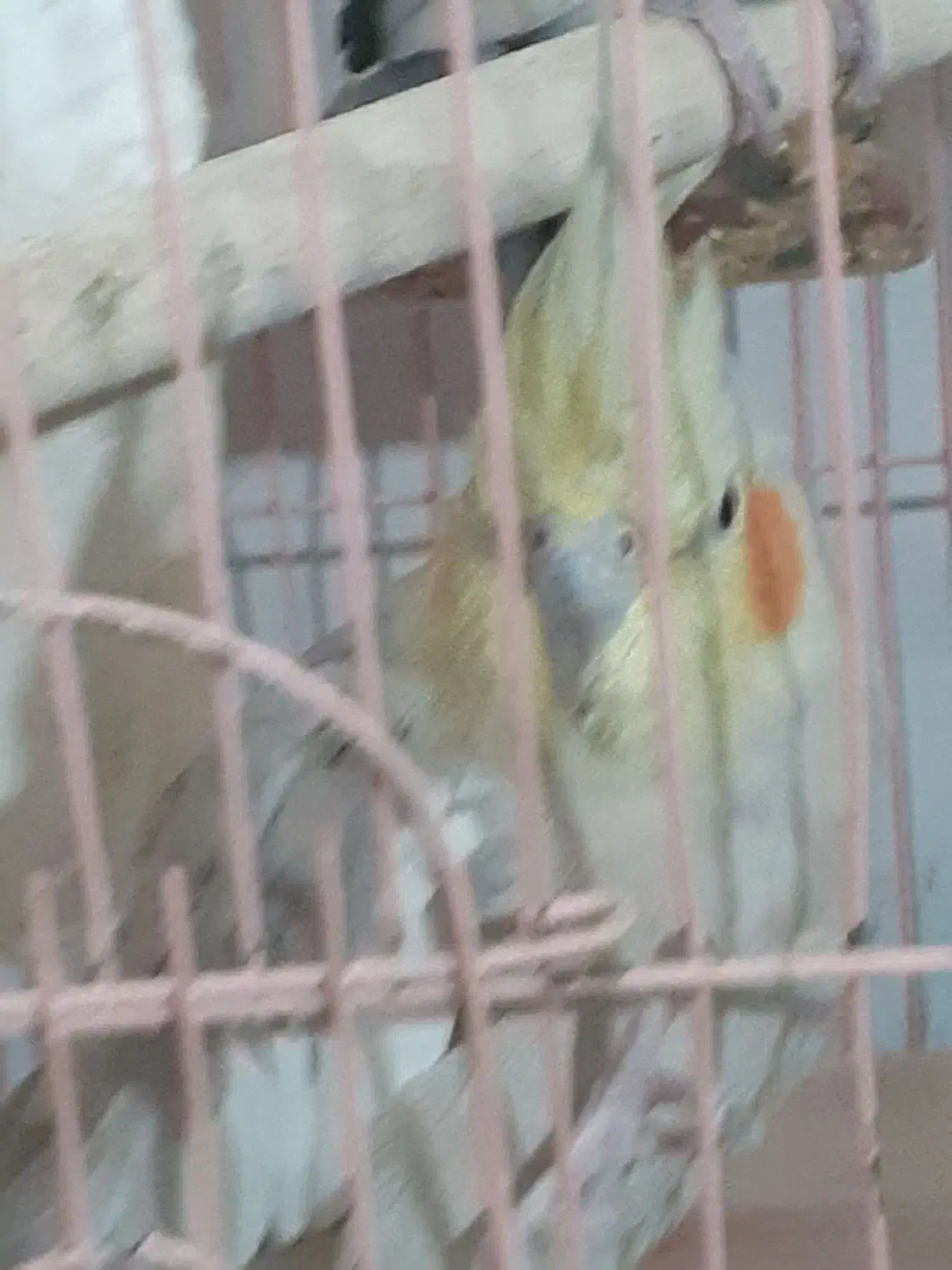 جفت عروس هلندی|پرنده|بافت, |دیوار